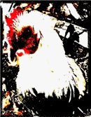 respect chicken