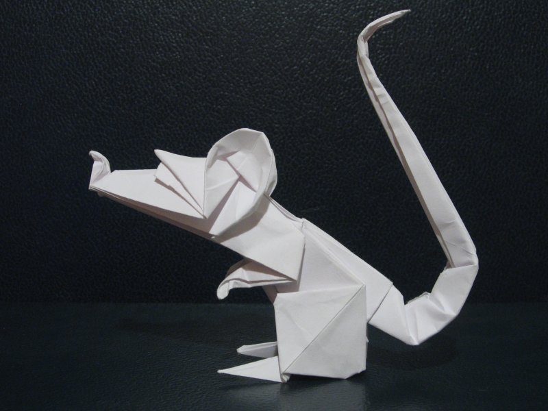 Origami Photos: Rata