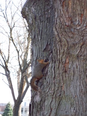 An Augie Resident: Squirrel