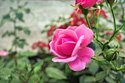 Rose Garden Care