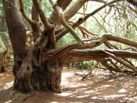 Old yew