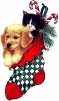Puppy and kitten in Christmas stocking