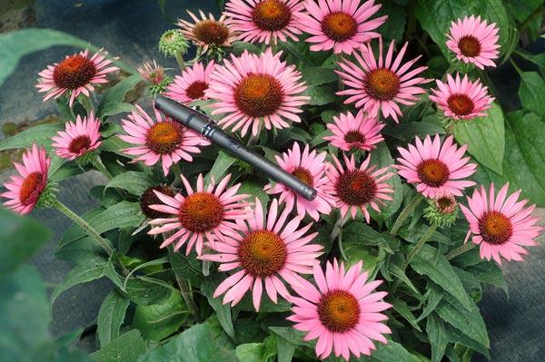 Coneflower Varieties