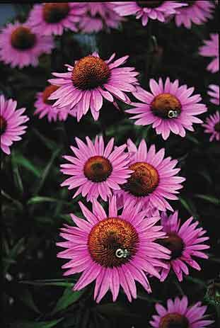 Coneflower Varieties Coneflower Varieties