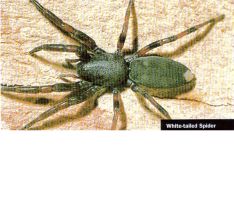 White-tailed spider
