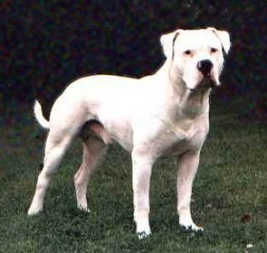 BULLBREEDS Ambulldog295x280