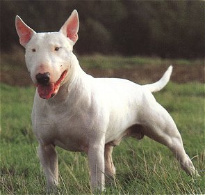 BULLBREEDS Terrier.1