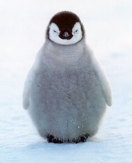 fluffy penguin