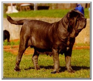 puppy gestation period pregnancy gestation images frompo 1 puppy gestation period pregnancy gestation images frompo 1