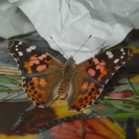 Newborn Butterfly