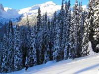 Powder skiing on Spruce Slide