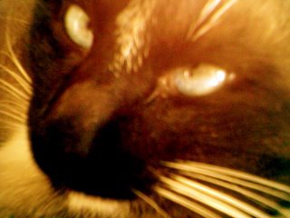 Gulbert, nosso gato, foto by KK, 2006
