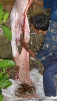 A wild Sumatran tiger being skinned, May 2004