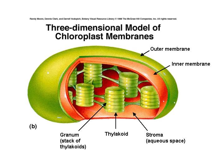 Photosynthesis Review The Chloroplast Photosynthesis Review The Chloroplast