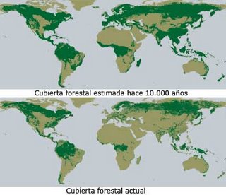 Evolución de la deforestación