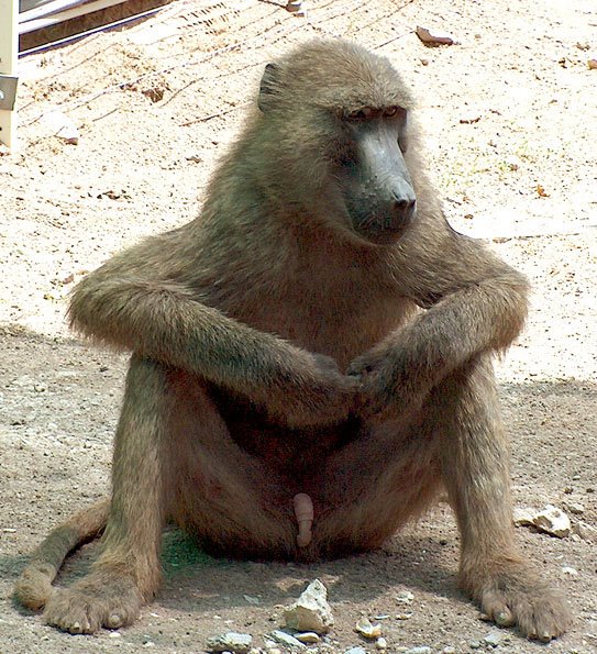 57 melhor ideia de Macacos engraçados  macacos engraçados, macacos,  primatas