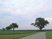 Oak trees along a bean field