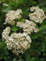 Pyracantha blossoms