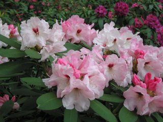 Rhododendron 'Dick Brooks'