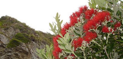 New Zealand's native Christmas tree - the Pohutukawa