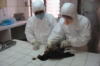 La misteriosa desaparición de la gripe aviar