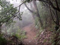 霧中的步道，步道上鋪滿了鬆軟的樹葉