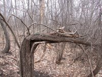 傾倒的樹幹上枯樹枝壓著就是藏寶