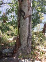 大松樹上可看到先人採松脂的痕跡