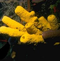 Poríferos o espongiarios en el fondo marino