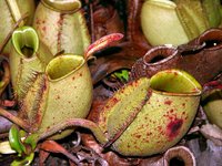 Los colores de las trampas de las plantas carnivoras atraen a sus presas