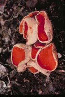 La peziza escarlata, Sarcocypha coccinea, abundante en bosques