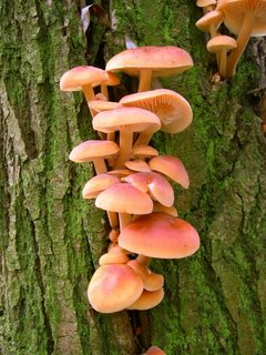 Los Hongos o Setas pertenecen al Reino Fungi