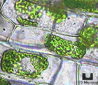 Microscopia: Le nostre osservazioni microscopiche