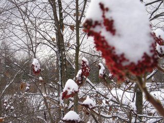 winter flora