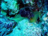 Leaf Scorpion fish