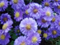 violette Astern