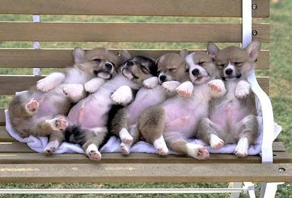 Funny 5 puppies sleeping