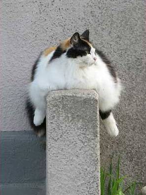 Fun Fat Cat