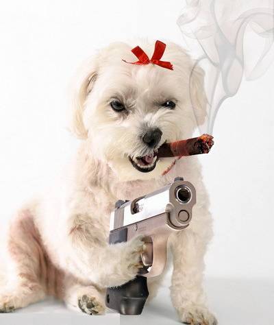 Mafia Dog