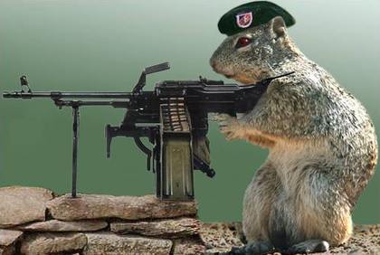 Squirrel War