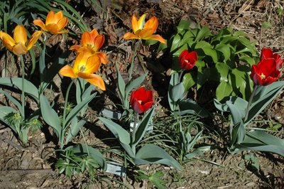 Heirloom Tulips Generaal de Wet (left, orange) and Couleur Cardinal (right, red)