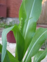 corn flower