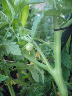 continental tomato