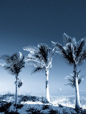 Coconut Trees, Art Deco'd