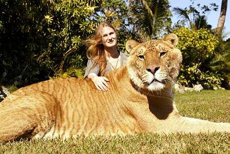 How Much Does Hercules The Liger Weight