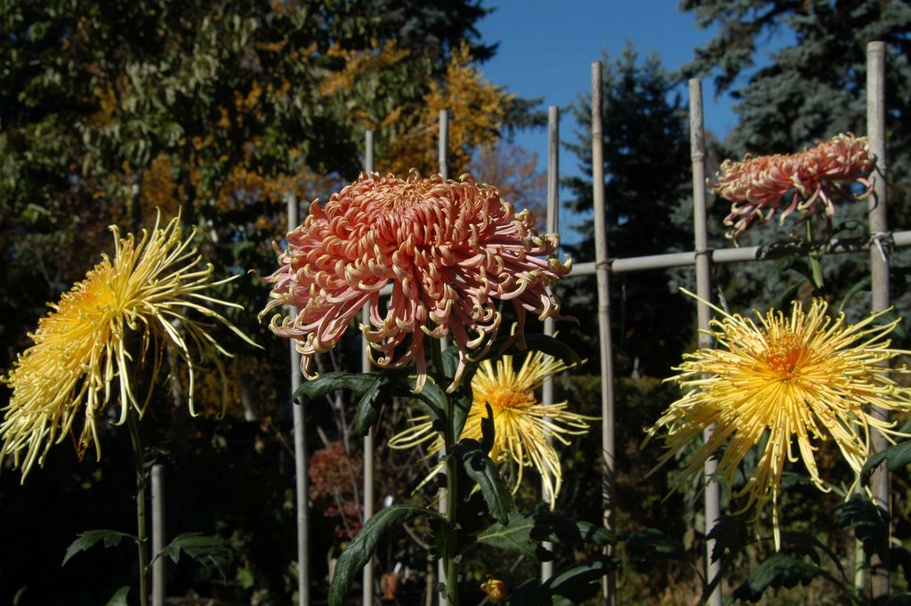 Help invigorate the lost art of growing real Chrysanthemums, next year 