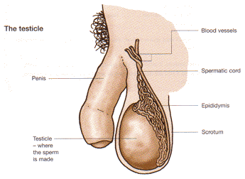 Why low testosterone