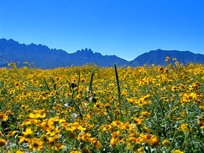 Organ Mountains East Side and Flowers