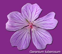 Geranium tuberosum