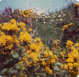 Blurred gorse bush, May 1975